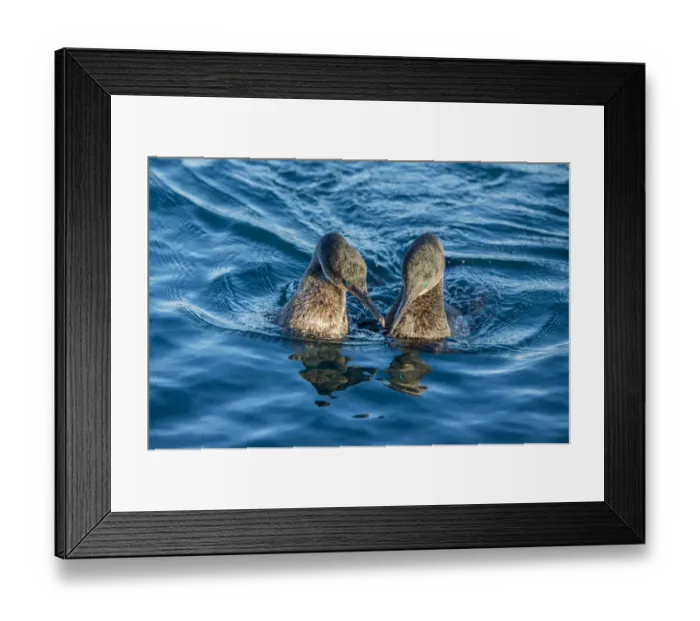 Framed Print : Flightless cormorant (Phalacrocorax harrisi) pair in courtship, Puerto Pajas, Isabela Island Framed Print : Flightless cormorant (Phalacrocorax harrisi) pair in courtship, Puerto Pajas, Isabela Island