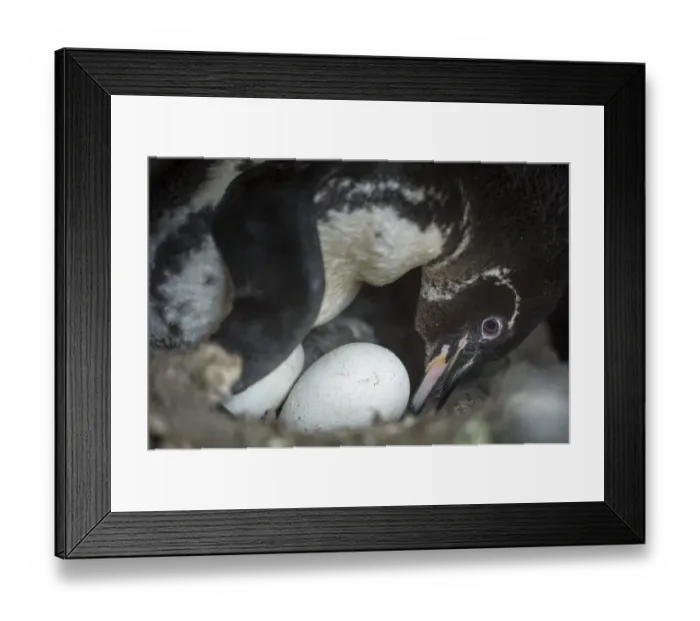 Framed Print : Galapagos penguin (Spheniscus mendiculus) incubating egg, Puerto Pajas, Isabela Island Framed Print : Galapagos penguin (Spheniscus mendiculus) incubating egg, Puerto Pajas, Isabela Island