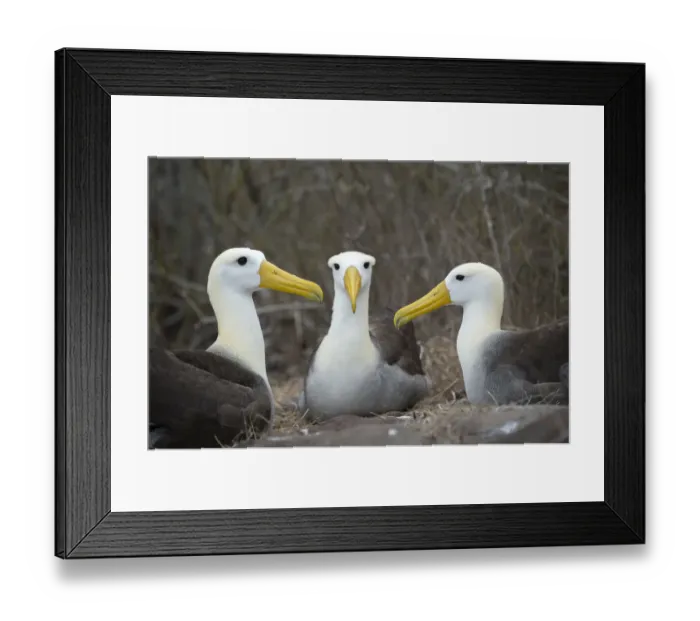 Framed Print : Waved albatross (Phoebastria irrorata) group of three on nest, Punta Suarez, Espanola Island Framed Print : Waved albatross (Phoebastria irrorata) group of three on nest, Punta Suarez, Espanola Island