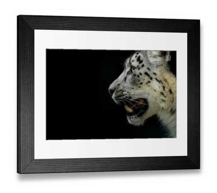Framed Print : RF - Snow leopard (Panthera uncia) female, captive Framed Print : RF - Snow leopard (Panthera uncia) female, captive