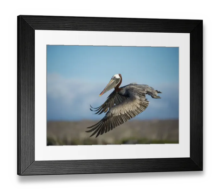 Framed Print : Brown pelican (Pelecanus occidentalis) in flight, Turtle Cove, Santa Cruz Island Framed Print : Brown pelican (Pelecanus occidentalis) in flight, Turtle Cove, Santa Cruz Island