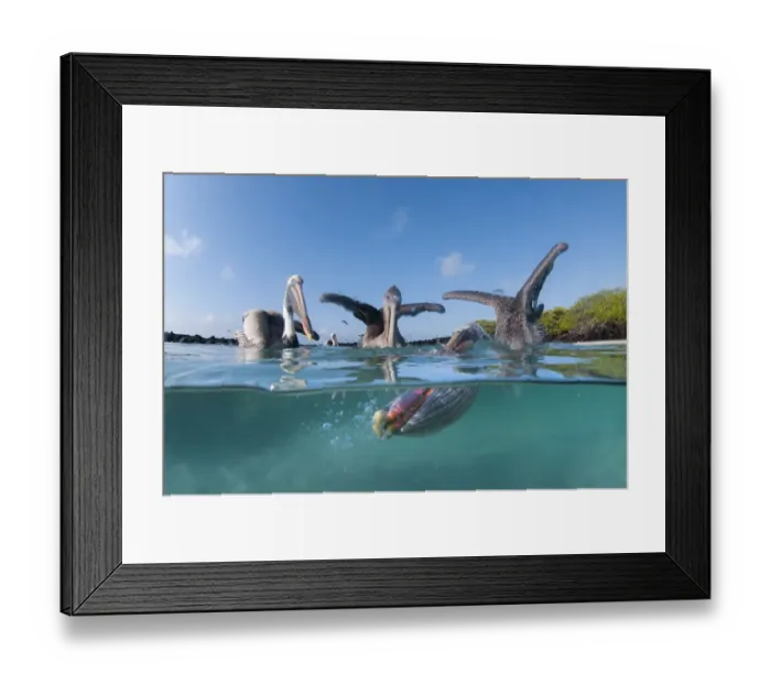 Framed Print : Split level view of Brown pelicans (Pelecanus occidentalis) feeding, Tortuga Bay Framed Print : Split level view of Brown pelicans (Pelecanus occidentalis) feeding, Tortuga Bay