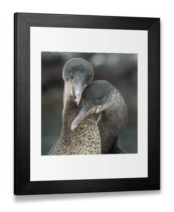 Framed Print : Flightless cormorant (Phalacrocorax harrisi) pair in courtship Puerto Pajas, Isabela Island