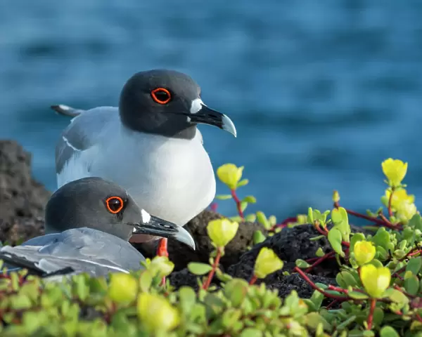 Swallow-tailed gull (Creagrus furcatus) Plazas Island, Galapagos
