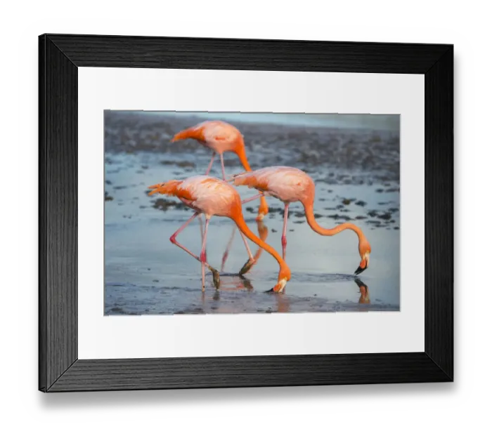 Framed Print : American flamingo (Phoenicopterus ruber) pair in courtship, group of three feeding Framed Print : American flamingo (Phoenicopterus ruber) pair in courtship, group of three feeding