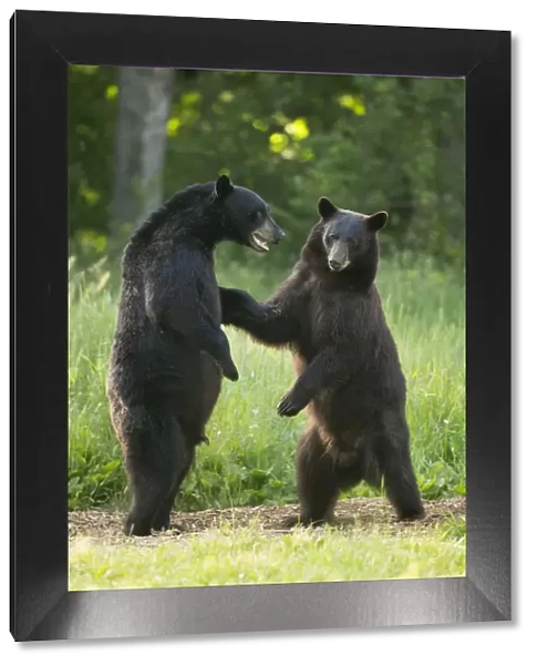 Black bears (Ursus americanus) standing on back legs, fighting, Minnesota, USA, June