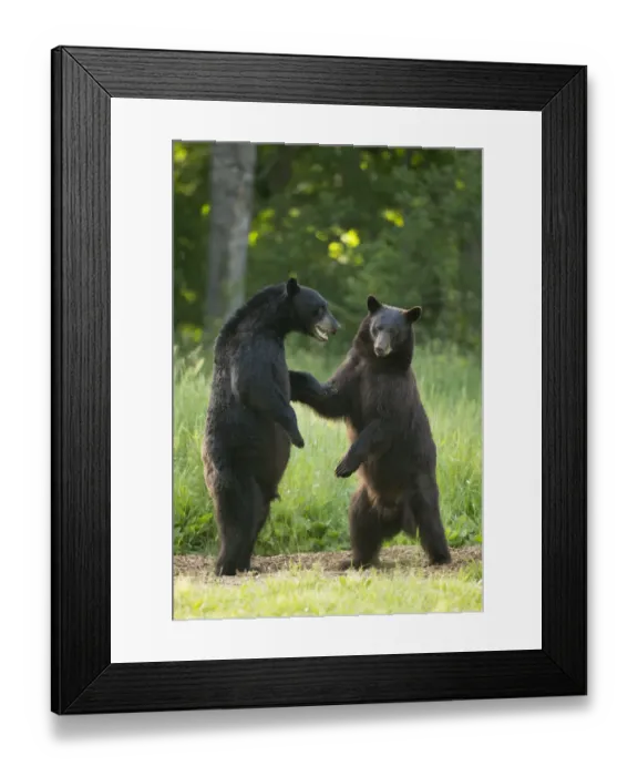 Framed Print : Black bears (Ursus americanus) standing on back legs, fighting, Minnesota, USA, June Framed Print : Black bears (Ursus americanus) standing on back legs, fighting, Minnesota, USA, June