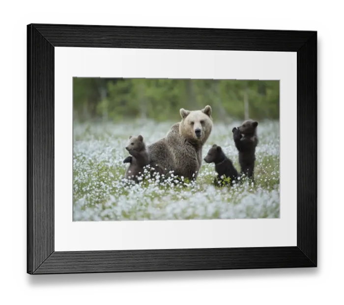 Framed Print : Brown Bear (Ursus arctos) female and cubs playing amongst the cotton grass, Finland, June Framed Print : Brown Bear (Ursus arctos) female and cubs playing amongst the cotton grass, Finland, June