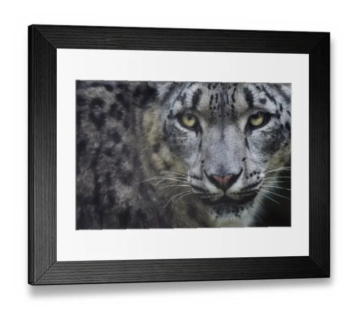 Framed Print : RF - Snow leopard (Panthera uncia) portrait, captive Framed Print : RF - Snow leopard (Panthera uncia) portrait, captive