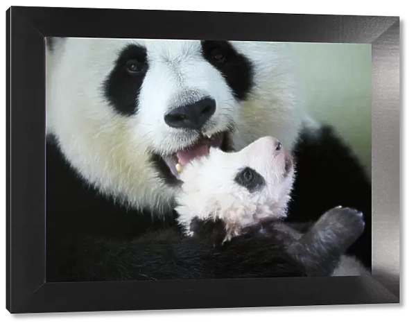 Giant panda (Ailuropoda melanoleuca) female, Huan Huan, holding baby, aged two months