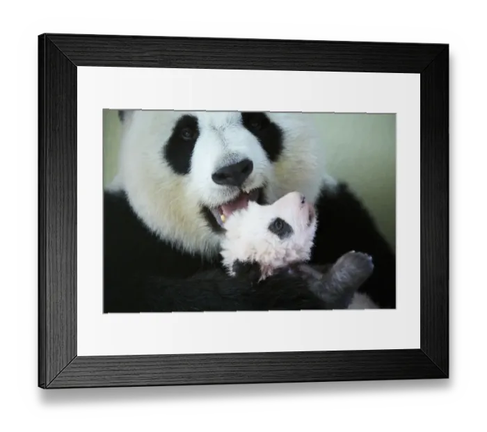 Framed Print : Giant panda (Ailuropoda melanoleuca) female, Huan Huan, holding baby, aged two months
