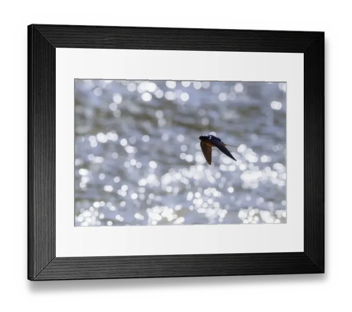 Framed Print : American barn swallow (Hirundo rustica erythrogaster) in flight catching insects Framed Print : American barn swallow (Hirundo rustica erythrogaster) in flight catching insects