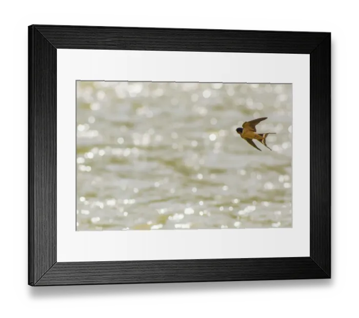 Framed Print : American barn swallow (Hirundo rustica erythrogaster) in flight catching insects Framed Print : American barn swallow (Hirundo rustica erythrogaster) in flight catching insects