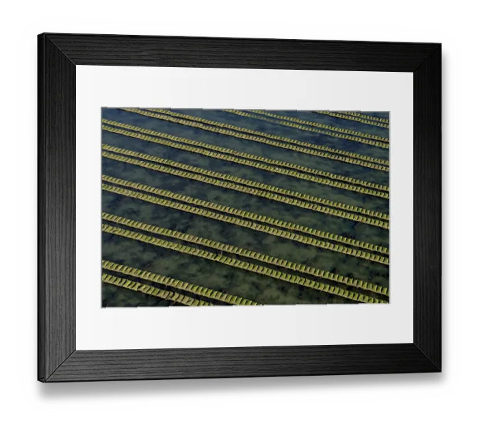 Framed Print : Rows of racks used in oyster farming at high tide, Isle de Re, Charente-Maritime Framed Print : Rows of racks used in oyster farming at high tide, Isle de Re, Charente-Maritime