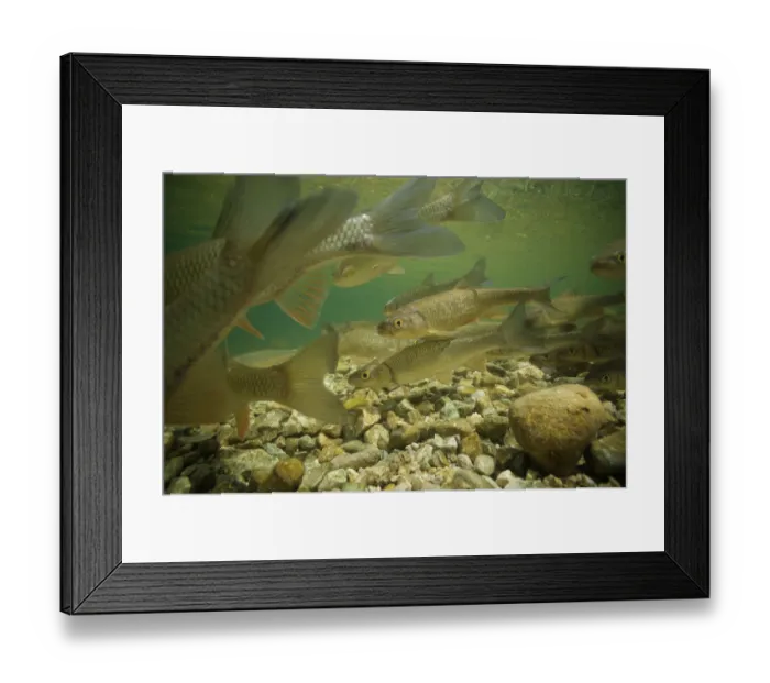 Framed Print : Chub (Squalius cephalus), on spawning ground Sava Bohinjka River, Slovenia June 2013 Framed Print : Chub (Squalius cephalus), on spawning ground Sava Bohinjka River, Slovenia June 2013