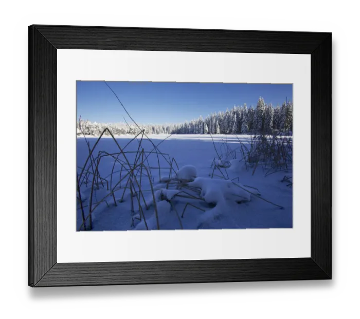 Framed Print : Etang de la Gruere, peat bog covered in snow, Rhine river catchment, Canton of Jura, Switzerland Framed Print : Etang de la Gruere, peat bog covered in snow, Rhine river catchment, Canton of Jura, Switzerland