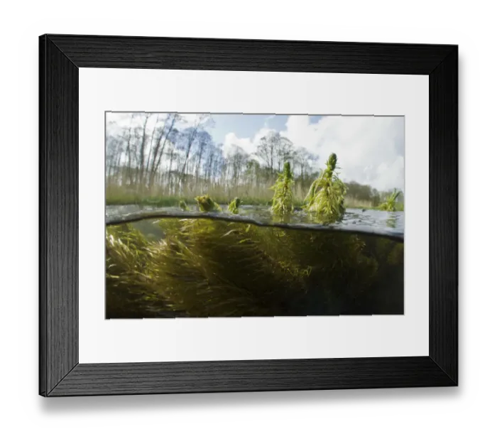 Framed Print : Split level view of the River Itchen, chalk stream at Winnall Moors, Winchester, Hampshire Framed Print : Split level view of the River Itchen, chalk stream at Winnall Moors, Winchester, Hampshire