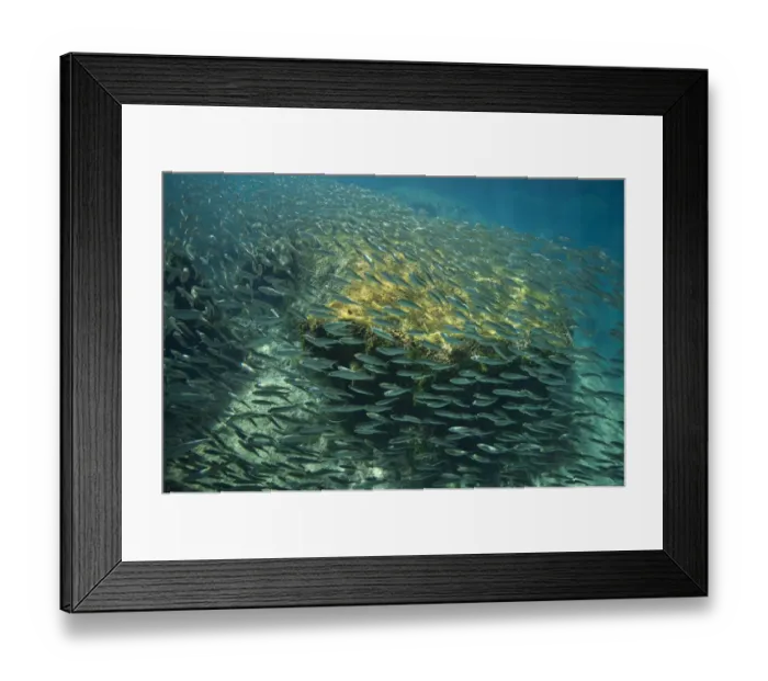 Framed Print : School of Scaled herring or Scaled sardine (Harengula clupeola), entering from Framed Print : School of Scaled herring or Scaled sardine (Harengula clupeola), entering from