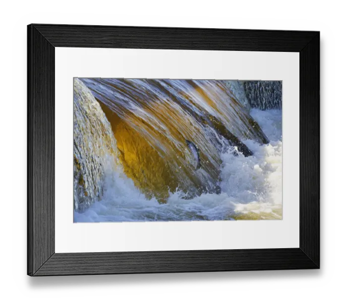 Framed Print : Atlantic salmon (Salmo salar) jumping up waterfall during spawning migration upstream