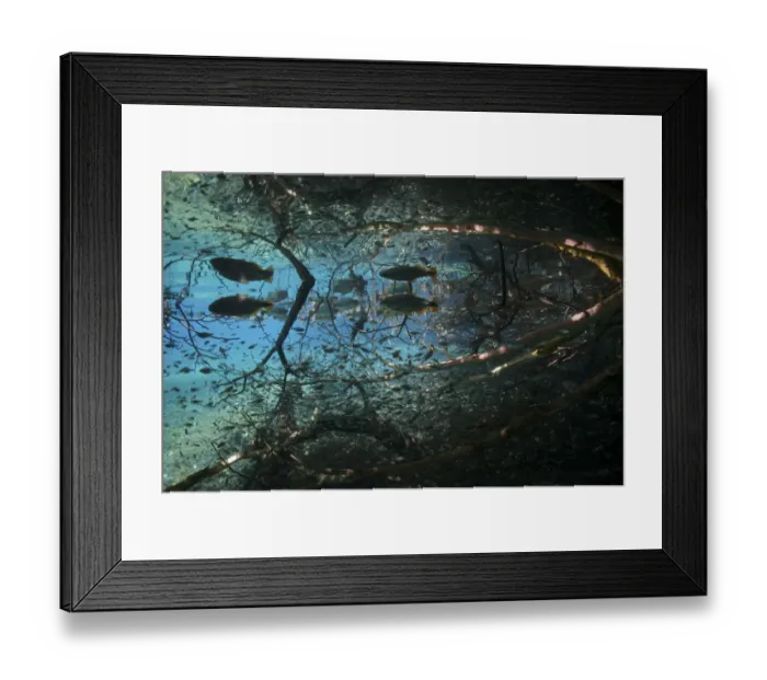 Framed Print : Piraputanga (Brycon hilarii) and small Tetra fish (Hyphessobrycon sp. ) Rio Olhio d Agua Framed Print : Piraputanga (Brycon hilarii) and small Tetra fish (Hyphessobrycon sp. ) Rio Olhio d Agua
