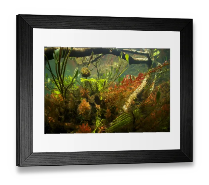 Framed Print : Water hyacinth (Eichhornia sp. ) and red Ludwigia (Ludwigia sp. ) in a clear stream, Pantanal, Brazil Framed Print : Water hyacinth (Eichhornia sp. ) and red Ludwigia (Ludwigia sp. ) in a clear stream, Pantanal, Brazil