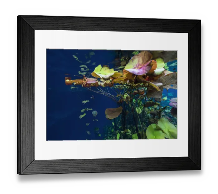 Framed Print : Water lilies in the Cenote Nicte Ha, Quintana Roo, Yucatan Peninsula, Mexico. May Framed Print : Water lilies in the Cenote Nicte Ha, Quintana Roo, Yucatan Peninsula, Mexico. May