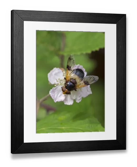 Framed Print : Great pied hoverfly (Volucella pellucens) feeding from bramble flower, Wiltshire, England, UK, July Framed Print : Great pied hoverfly (Volucella pellucens) feeding from bramble flower, Wiltshire, England, UK, July