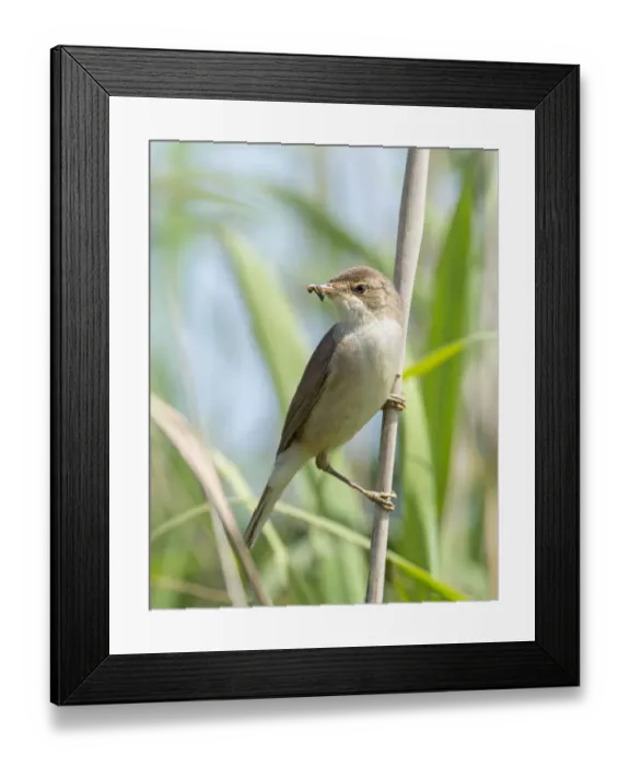 Framed Print : Reed warbler (Acrocephalus scirpaceus) with insect larvae in beak, Greylake RSPB Reserve Framed Print : Reed warbler (Acrocephalus scirpaceus) with insect larvae in beak, Greylake RSPB Reserve