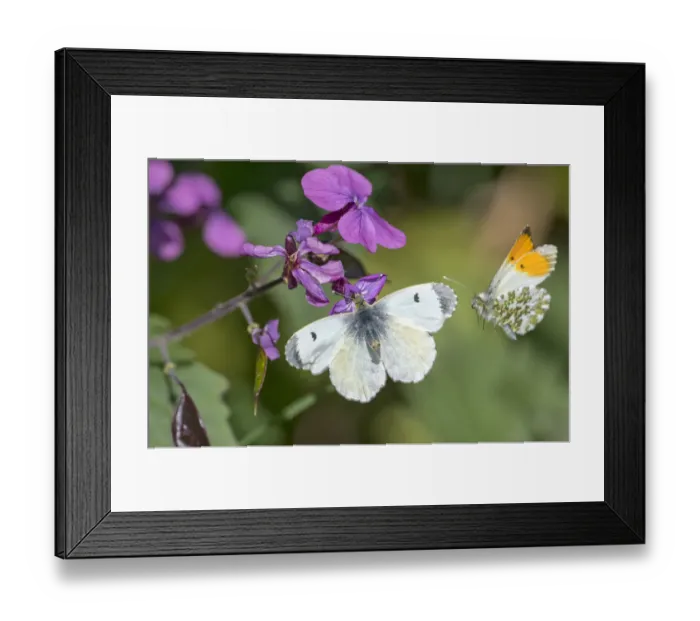 Framed Print : Orange tip butterfly (Anthocharis cardamines) female and male, visiting Honesty flower Framed Print : Orange tip butterfly (Anthocharis cardamines) female and male, visiting Honesty flower