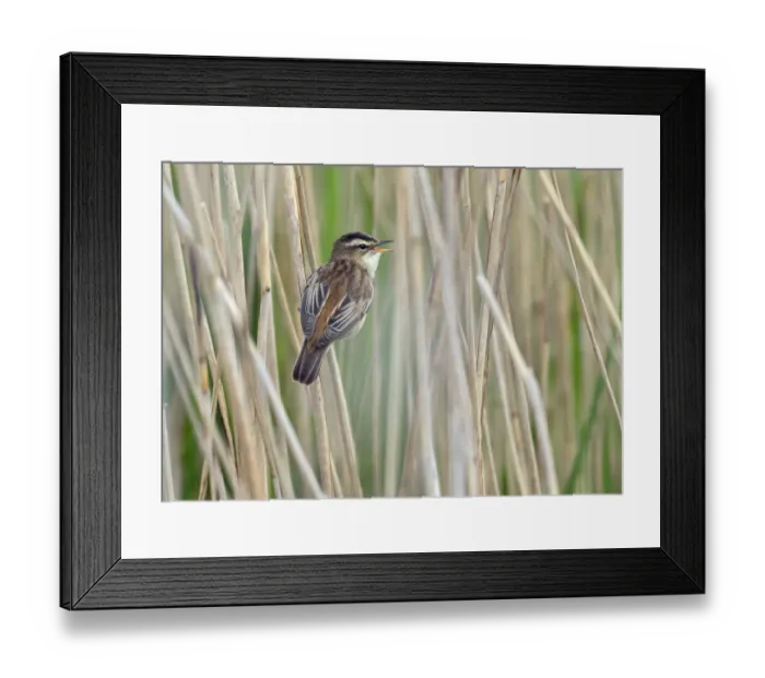 Framed Print : Sedge Warbler (Acrocephalus schoenobaenus) Greylake RSPB Reserve, Somerset Levels