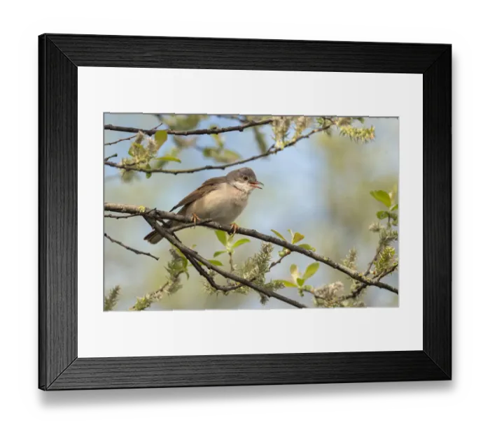 Framed Print : Whitethroat (Sylvia communis) male perched on Willow branch in spring, Wiltshire Framed Print : Whitethroat (Sylvia communis) male perched on Willow branch in spring, Wiltshire