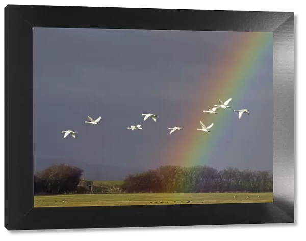 Bewicks swan (Cygnus columbianus) in flight with rainbow, Gloucestershire, England