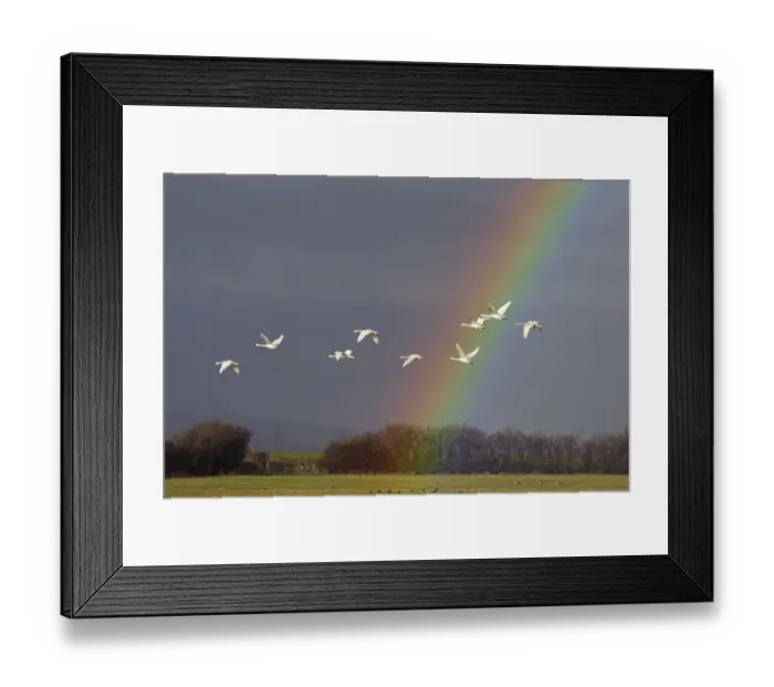 Framed Print : Bewicks swan (Cygnus columbianus) in flight with rainbow, Gloucestershire, England Framed Print : Bewicks swan (Cygnus columbianus) in flight with rainbow, Gloucestershire, England