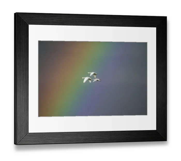 Framed Print : Bewicks swan (Cygnus columbianus) in flight with rainbow, Gloucestershire, England Framed Print : Bewicks swan (Cygnus columbianus) in flight with rainbow, Gloucestershire, England