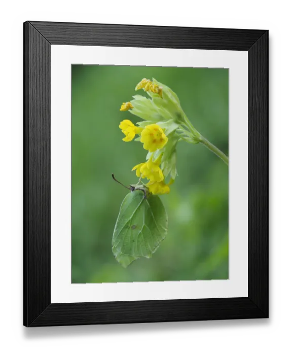 Framed Print : Brimstone butterfly (Goneopteryx rhamni) male roosting on Cowslip (Primula veris) Bedfordshire Framed Print : Brimstone butterfly (Goneopteryx rhamni) male roosting on Cowslip (Primula veris) Bedfordshire
