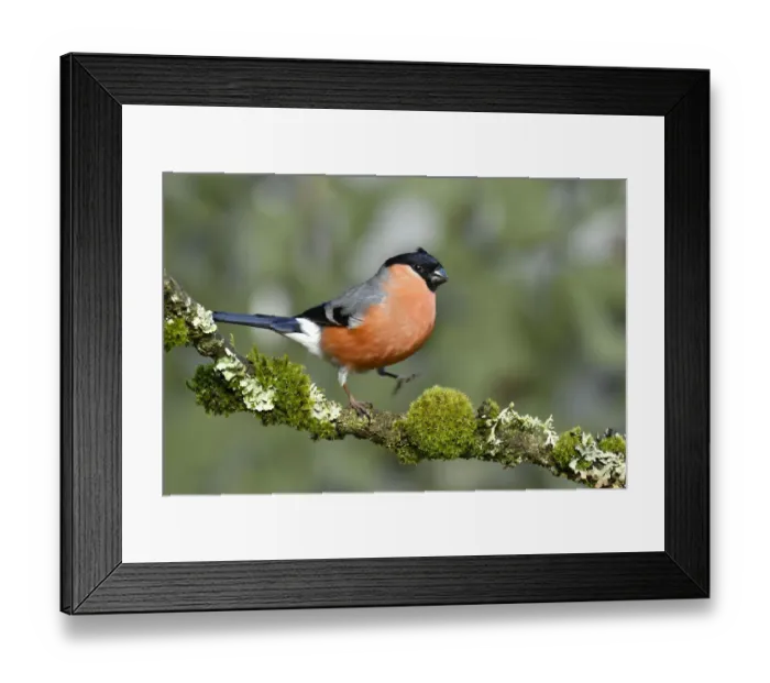 Framed Print : Bullfinch (Pyrrhula pyrrhula) male walking along mossy twig, Buckinghamshire, England Framed Print : Bullfinch (Pyrrhula pyrrhula) male walking along mossy twig, Buckinghamshire, England