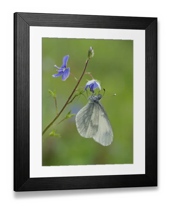 Framed Print : Wood White butterfly (Leptidea sinapis) on Germander Speedwell (Veronica chamaedrys) Framed Print : Wood White butterfly (Leptidea sinapis) on Germander Speedwell (Veronica chamaedrys)