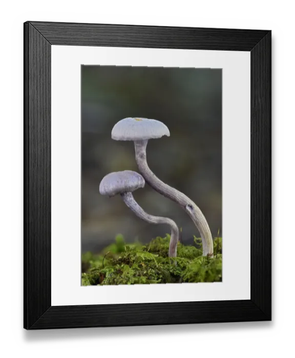 Framed Print : Amethyst deceiver toadstools (Laccaria amethystina) growing up from mossy log, Buckinghamshire Framed Print : Amethyst deceiver toadstools (Laccaria amethystina) growing up from mossy log, Buckinghamshire