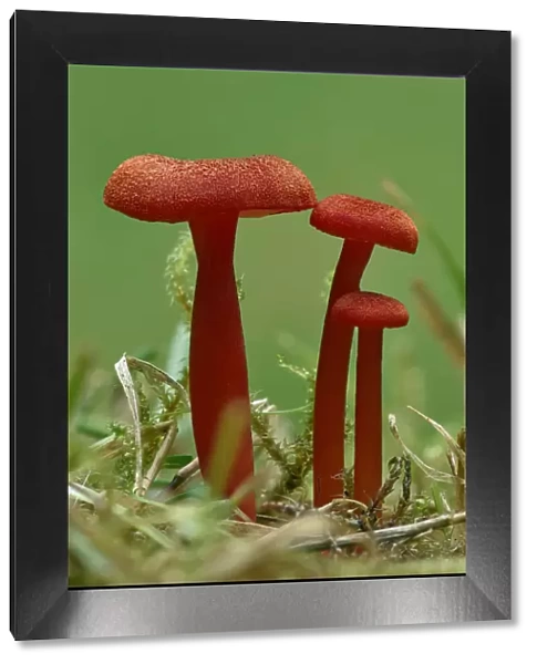 Vermilion waxcap fungi (Hygrocybe miniata) Buckinghamshire, England, UK, September