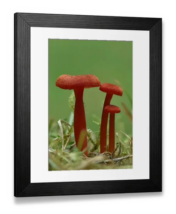 Framed Print : Vermilion waxcap fungi (Hygrocybe miniata) Buckinghamshire, England, UK, September Framed Print : Vermilion waxcap fungi (Hygrocybe miniata) Buckinghamshire, England, UK, September