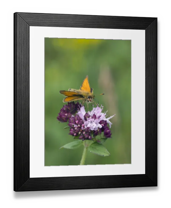 Framed Print : Essex skipper butterfly (Thymelicus lineola) male visiting flower, , Wiltshire, England Framed Print : Essex skipper butterfly (Thymelicus lineola) male visiting flower, , Wiltshire, England