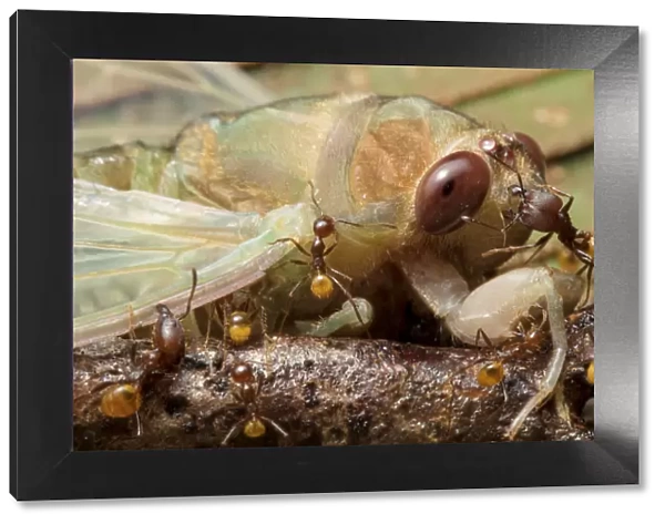 Ants (Formicidae) attacking newly emerged cicada (Cicadacae), Yasuni National Park, Ecuador