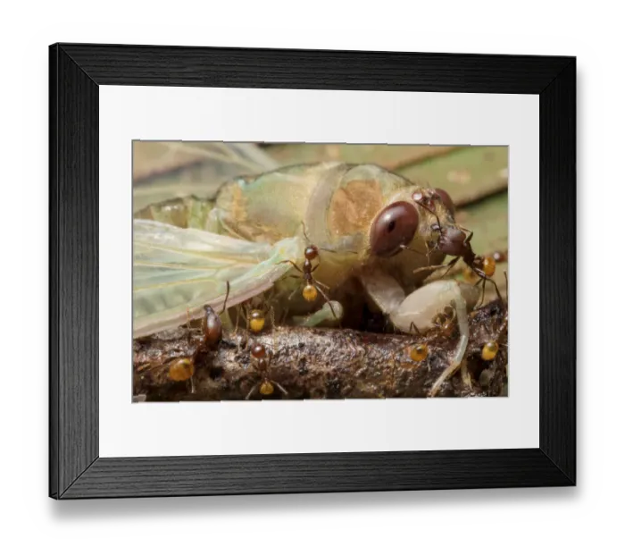 Framed Print : Ants (Formicidae) attacking newly emerged cicada (Cicadacae), Yasuni National Park, Ecuador Framed Print : Ants (Formicidae) attacking newly emerged cicada (Cicadacae), Yasuni National Park, Ecuador