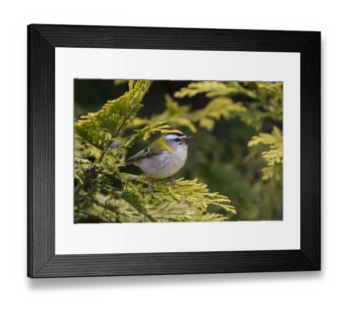 Framed Print : Firecrest (Regulus ignicapilla) singing, Wiltshire, England, UK, April