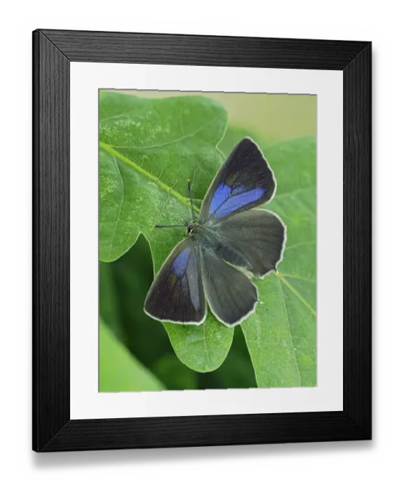 Framed Print : Purple hairstreak butterfly (Neozephyrus quercus) female with wings open, Hertfordshire Framed Print : Purple hairstreak butterfly (Neozephyrus quercus) female with wings open, Hertfordshire