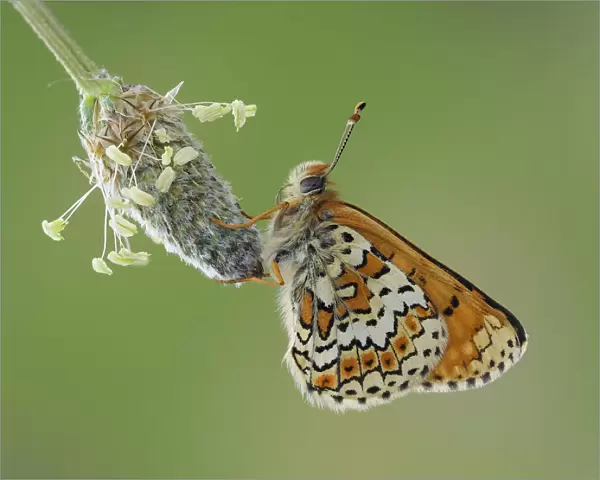 Glanville fritillary butterfly (Melitaea cinxia) roosting on larval foodplant Ribwort plantain