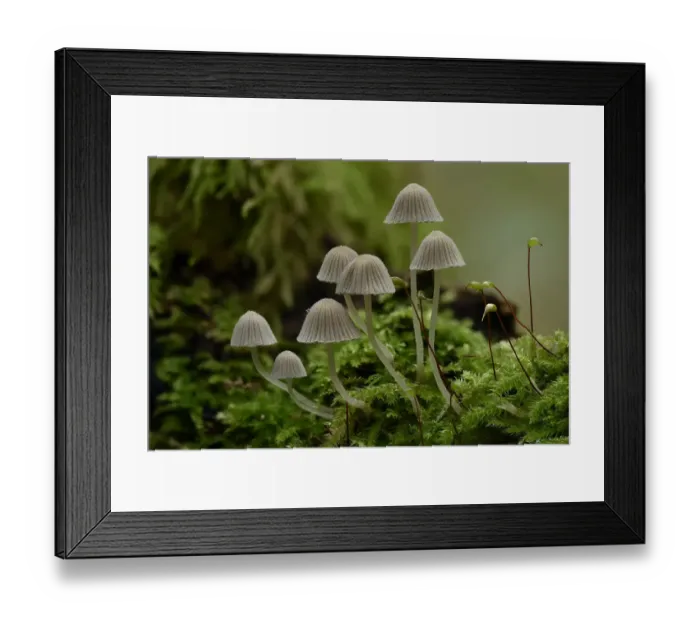 Framed Print : Fairy inkcap fungus (Coprinellus disseminatus) small group of this inkcap growing from mossy log Framed Print : Fairy inkcap fungus (Coprinellus disseminatus) small group of this inkcap growing from mossy log