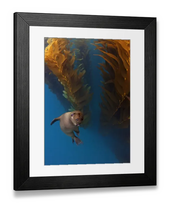 Framed Print : Californian Sealion (Zalophus californianus) in kelp (Macrocystis pyrifera) forest Framed Print : Californian Sealion (Zalophus californianus) in kelp (Macrocystis pyrifera) forest