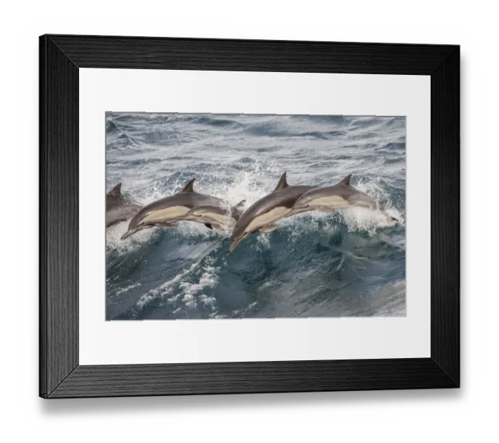Framed Print : Long beaked common dolphin (Delphinus capensis) pod porpoising Baja California, Mexico Framed Print : Long beaked common dolphin (Delphinus capensis) pod porpoising Baja California, Mexico