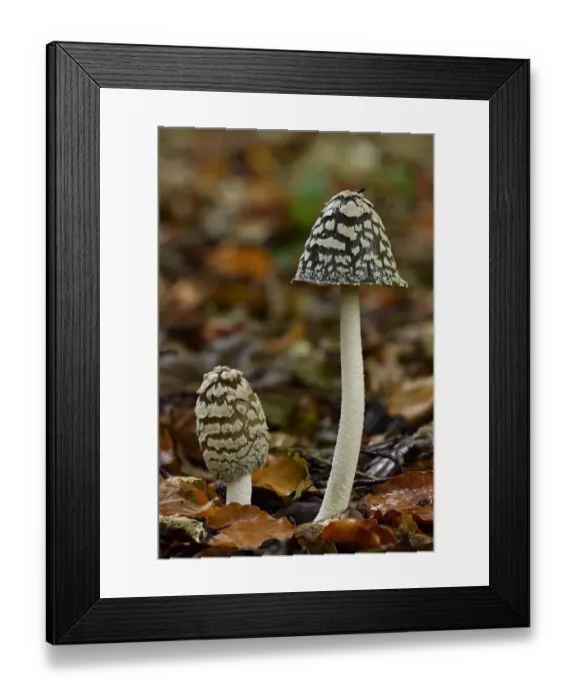 Framed Print : Magpie inkcap (Coprinopsis picacea) uncommon inkcap that usually grows singularly Framed Print : Magpie inkcap (Coprinopsis picacea) uncommon inkcap that usually grows singularly